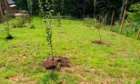 Правила посадки и внесение удобрений