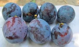 Применение и хранение плодов сливы Герман