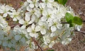 Применение в кулинарии и декоративных целях