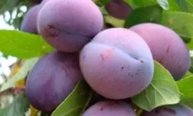 Продуктивность, сроки поспевания и плодоношение