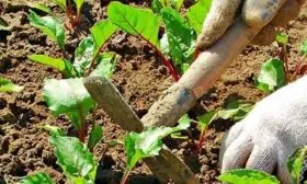 Прополка, рыхление почвы и мульчирование междурядий_7