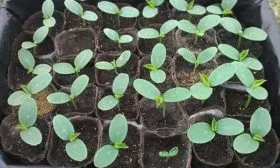 Проращивание рассады