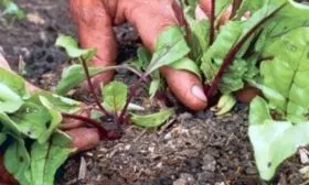 Прореживание всходов_8