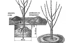 Процесс высадки