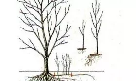 Размножение