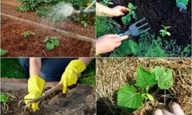 Рыхление, прополка, мульчирование