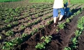 Рыхление, прополка, окучивание