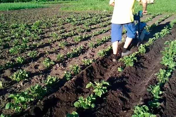 Рыхление, прополка, окучивание