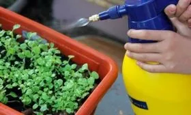 Салат Великие озёра защита от вредителей и болезней
