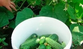 Сбор и хранение урожая