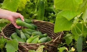 Сбор и хранение урожая