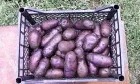 Сбор и хранение урожая