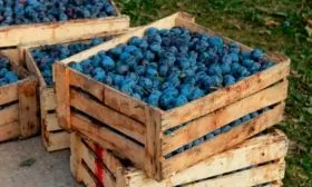 Сборка урожая и правила хранения