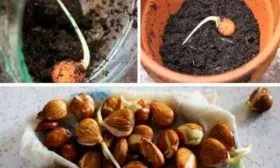 Семенной способ