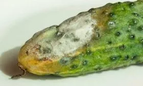 Серая гниль