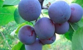 История сорта