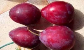 Слива Алексий