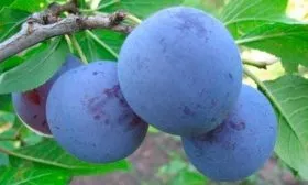 sliva-blyu-fri-pozdnyayafioletovaya