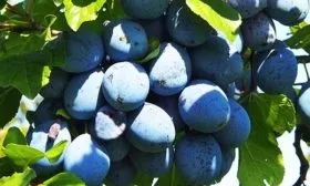 Слива-Блюфри-1