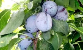 Sliva-Blyufri-Blyu-Fri