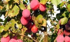 sliva-favorito-del-sultano