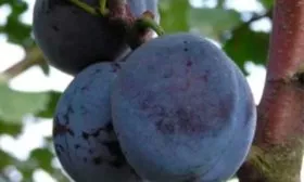 слива Монастырская (Венгерка монастырская)