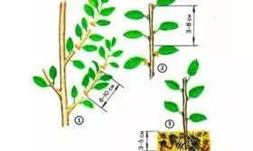 Слива размножение черенками