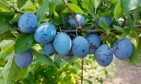 sliva-sinyaya-pticza