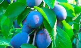 sliva-yaichnaya-sinyaya3