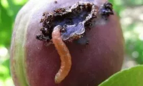 Сливовая плодожорка