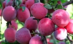 Сортовые признаки плодов