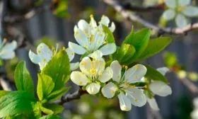 Советы и рекомендации по выращиванию