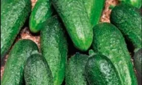 Специфичность кустов и зеленцов