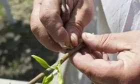 Способы размножения