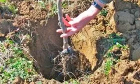 Сроки и технология посадочных работ