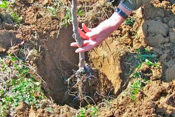 Сроки и технология посадочных работ