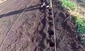 Сроки посадки и алгоритм