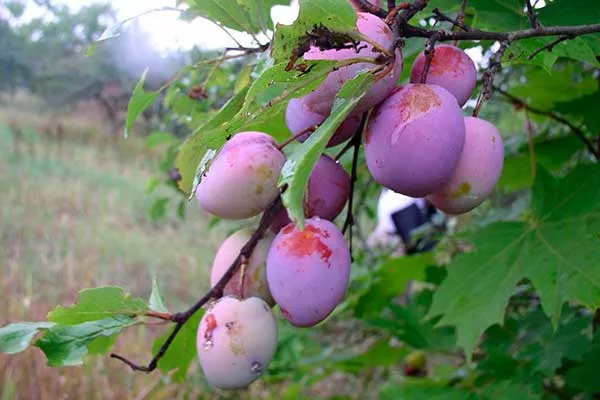 Свойства плодов