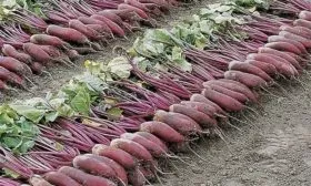 Хранение и транспортировка