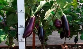 Тонкости агротехники