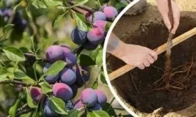 Тонкости посадки