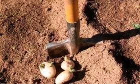 Требования к грунту и его подготовка