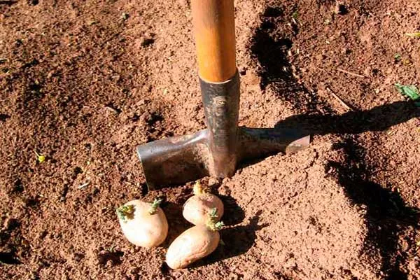 Требования к грунту и его подготовка