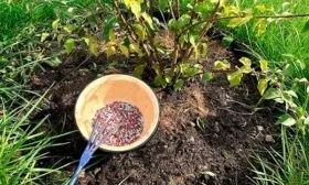 Удобрения для сливы