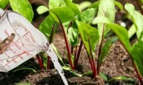 Удобрения и подкормки свёклы_10