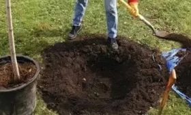 Уход и выращивание