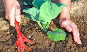 Уход в грунте