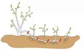 Укоренение отводками