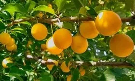 Урожайность и плодоношение