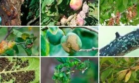 Устойчивость к болезням и вредителям